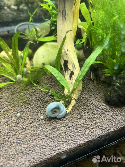 Улитка голубая катушка