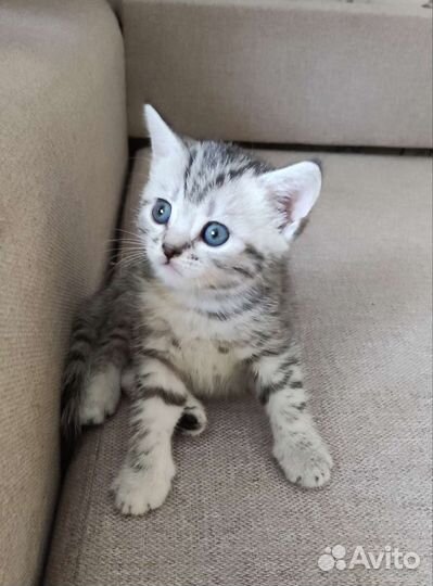 Британская