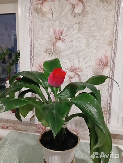 Комнатные цветы