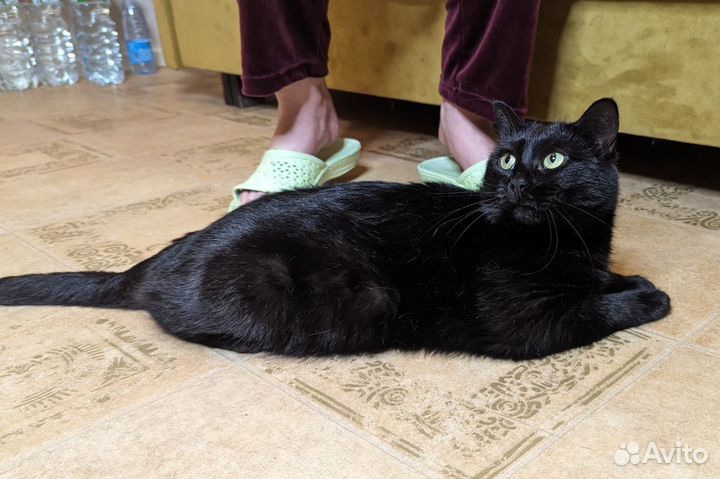 Кошка Шипа в добрые руки