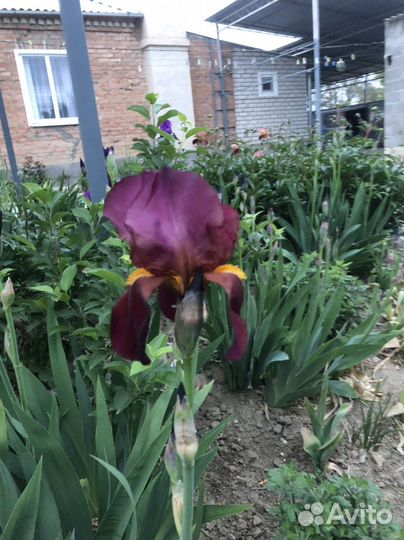 Ирис