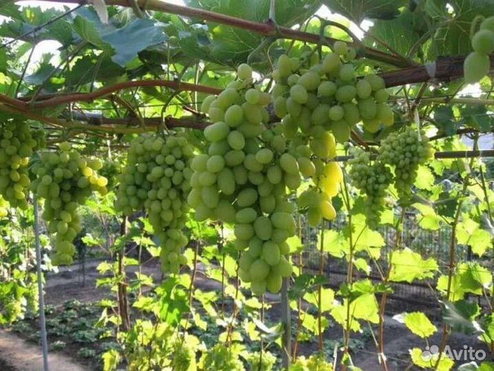 Виноград оптом