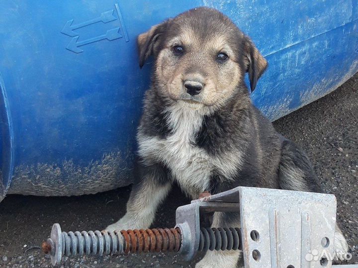Щенок 2 месяца, добрый и общительный