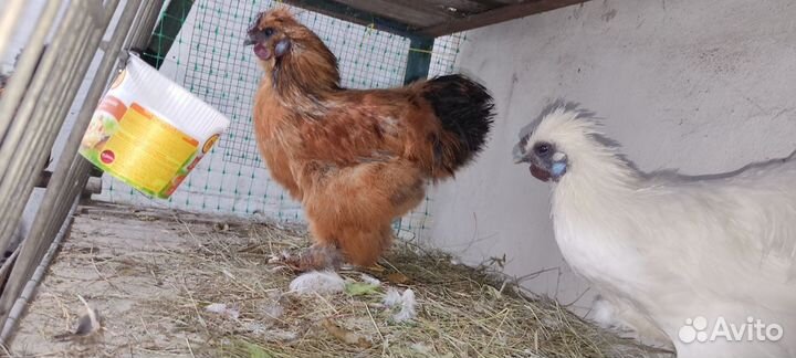 Петушки китайской шелковой