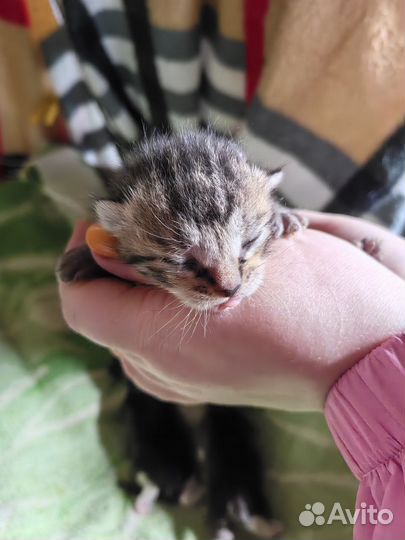 Кошка в дар бесплатно