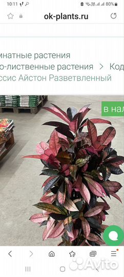 Кротон Миссис айстон