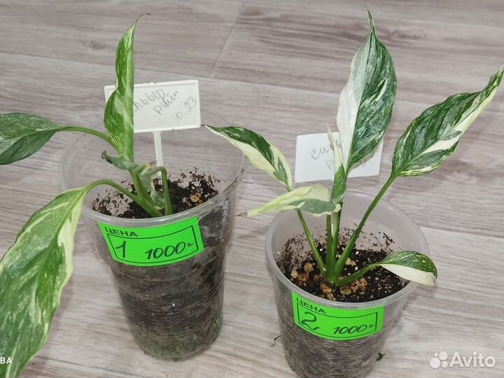 Спатифиллум Джемини, Домино, Сильвер Рейн