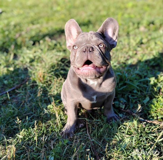 Лиловый мальчик с голубыми глазами Француз