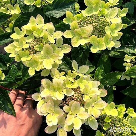 Гортензия метельчатая Пастель Грин