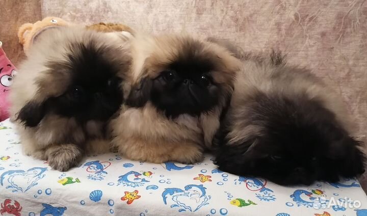 Щенки пекинеса