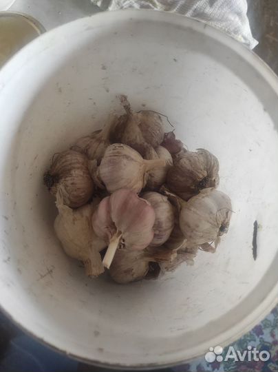 Чеснок на посадку