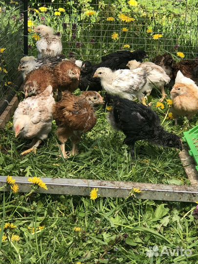 Дэкалб, Доминанты.Фавероль- цыплята