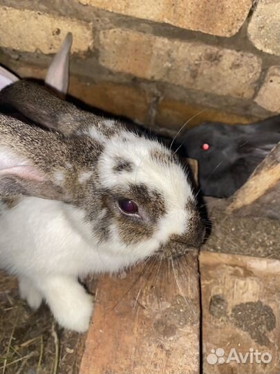 Кролики мясных пород