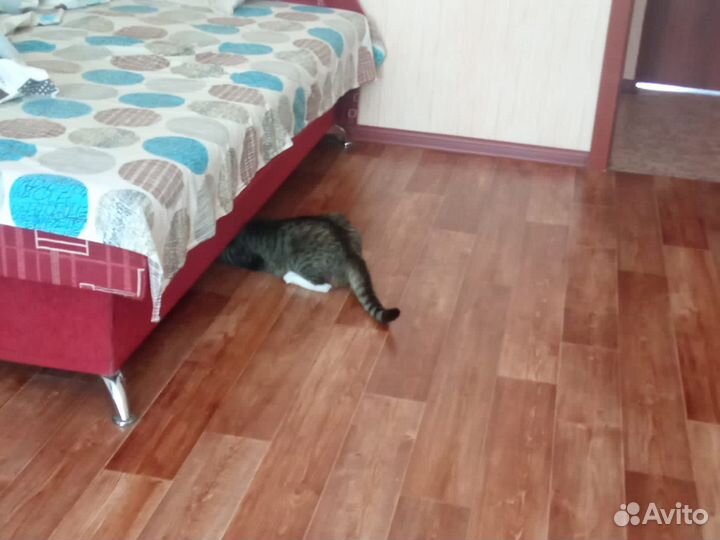 Кошку отдадут в приют