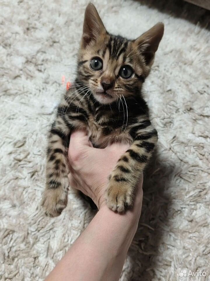 Бенгальский котёнок, Зеленодольск
