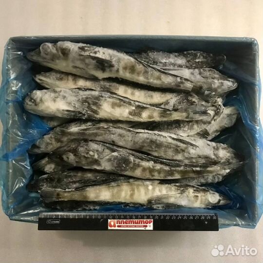 Ледяная рыба
