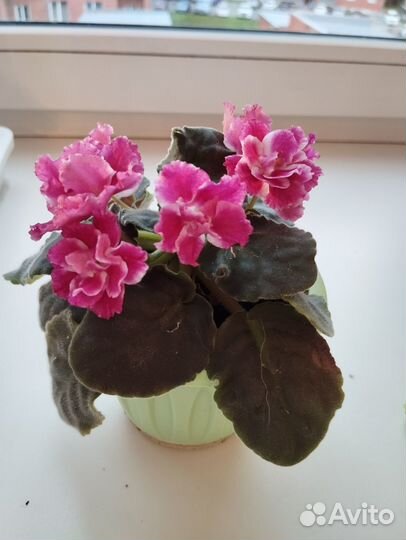 Фиалки цветущие в горшке