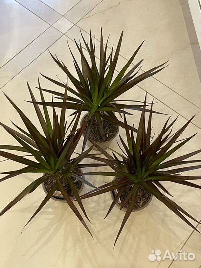 Драцена Биколор