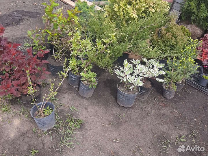 Хвойники и декоративные кустарники