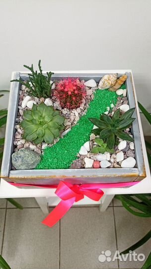 Фитобоксы из суккулентов