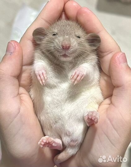 Крысята дамбо