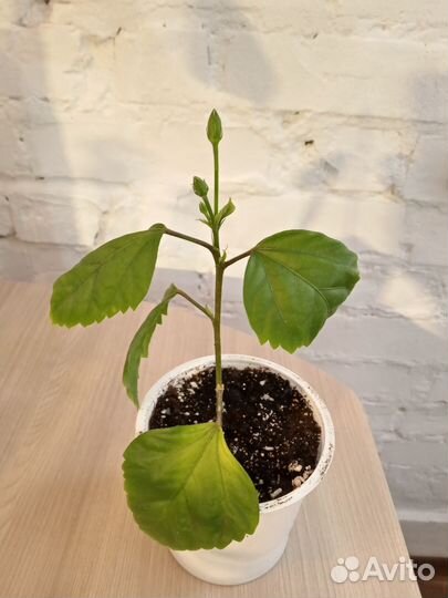 Комнатные растения