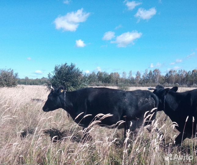 Продается бычок и корова
