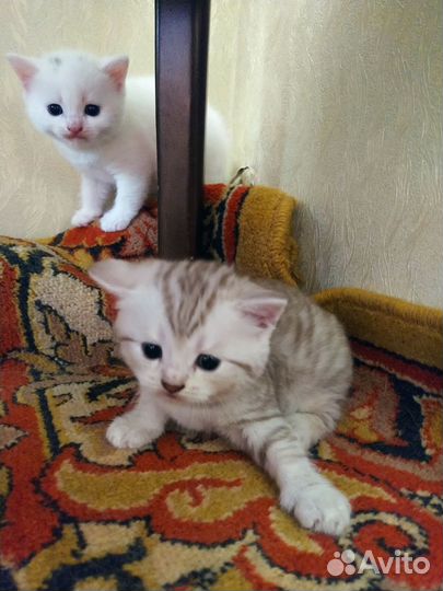 Шотландская вислоухая кошка