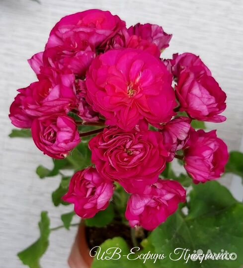 Пеларгонии сортовые