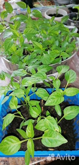 Рассада перца сладкого