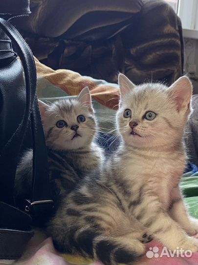 Британская мраморная котята