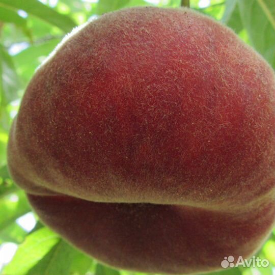 Саженцы Инжирного персика Плейн Ринг