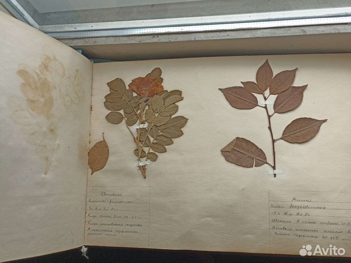 Гербарий