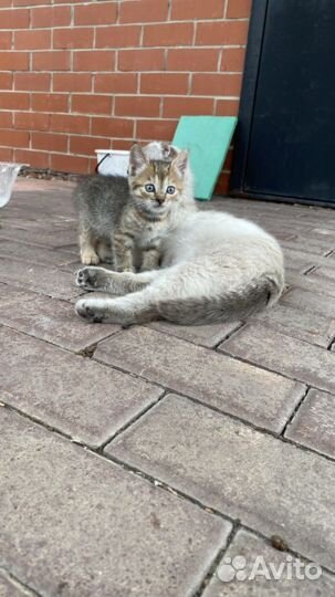 Котята от британской кошки
