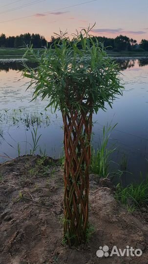 Живое плетеное дерево