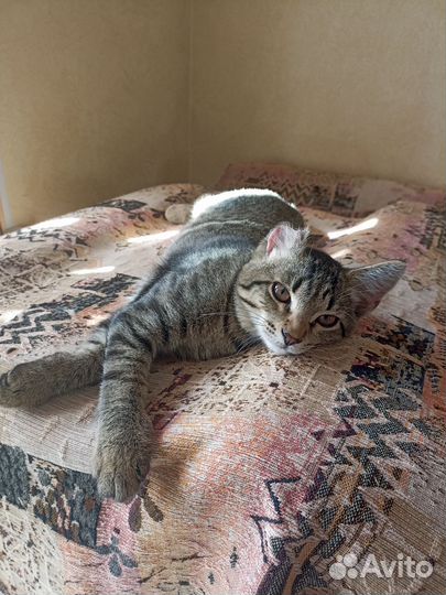 Котенок ищет дом