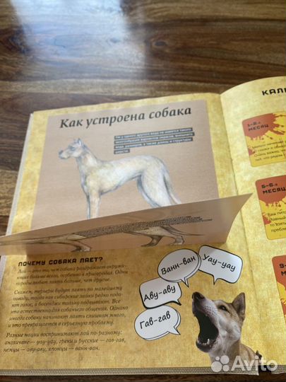 Книга сюрприз. Собаки