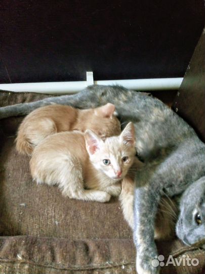 Кошка в дар