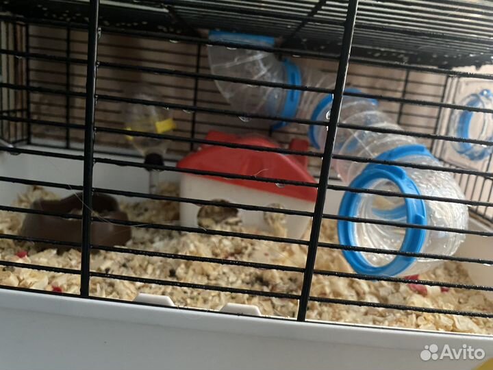 Клетка с хомяками