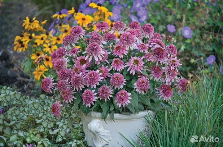 Ива Матсудана, эхинацея, книфофия