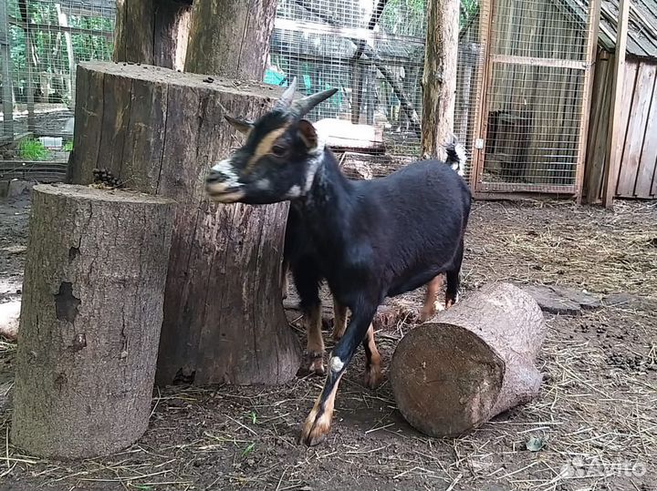 Карликовые Камерунские козы