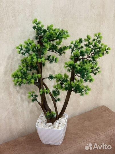 Дерево бонсай