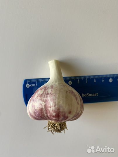 Чеснок на посадку Любаша