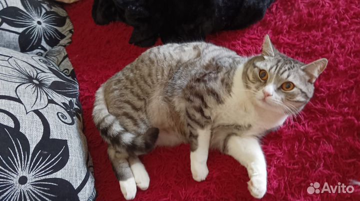 Котик