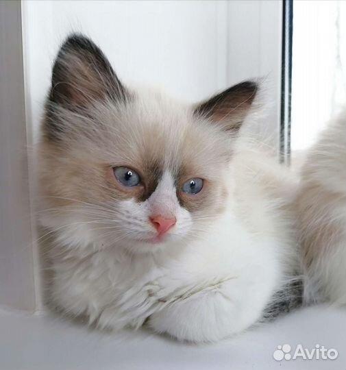 Котята рэгдолл