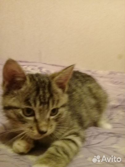 Котенок 2,5 месяца