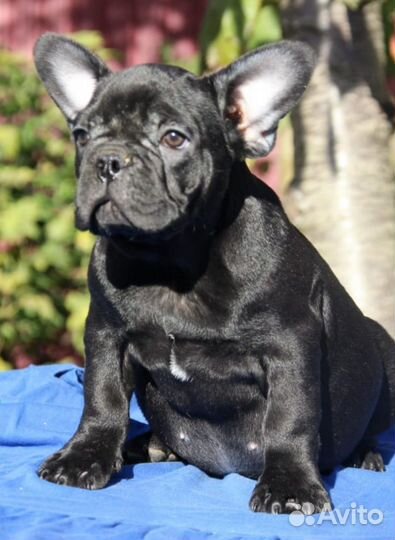 Французский бульдог - черная жемчужина