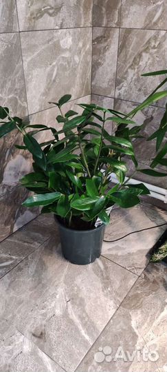 Замиокулькас