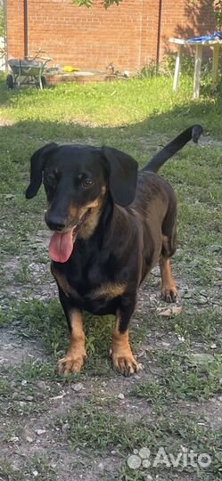 Щенки таксы