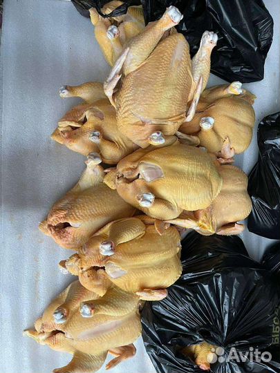 Куры бройлеры тушки